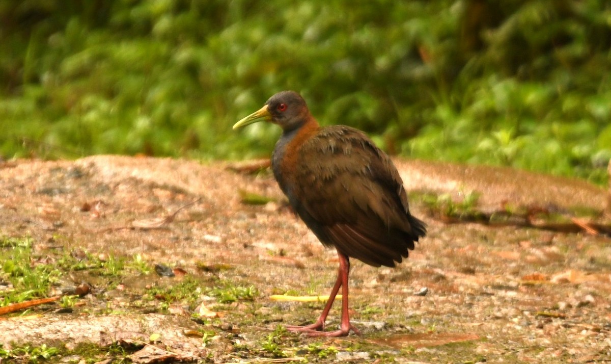 Slaty-breasted Wood-Rail - ML644576661