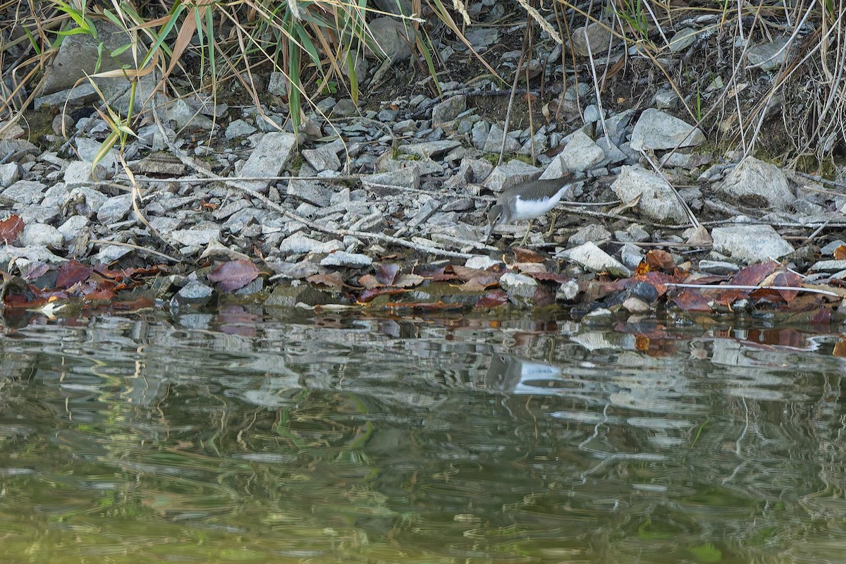 Kuliska txikia - ML644576662