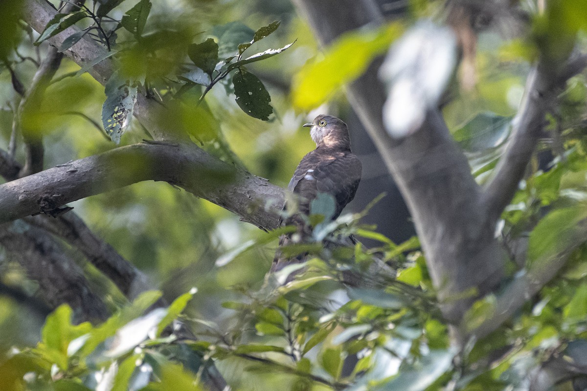 Common Hawk-Cuckoo - ML644576669