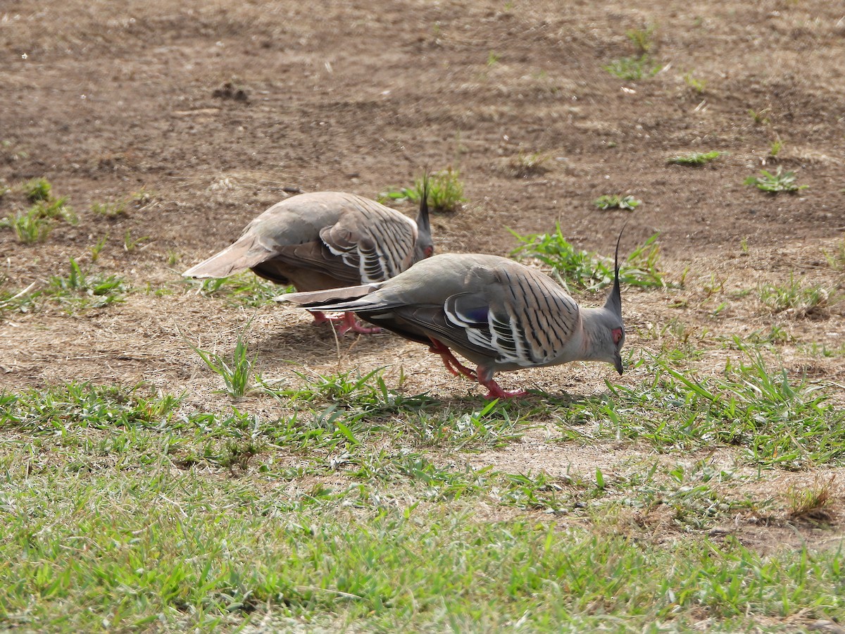 toppdue - ML644576671