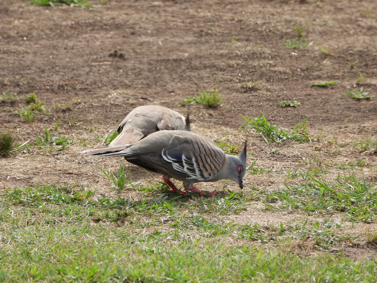 toppdue - ML644576672