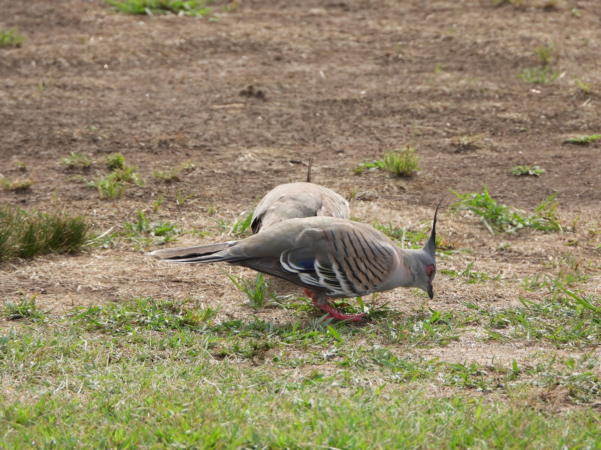 toppdue - ML644576673