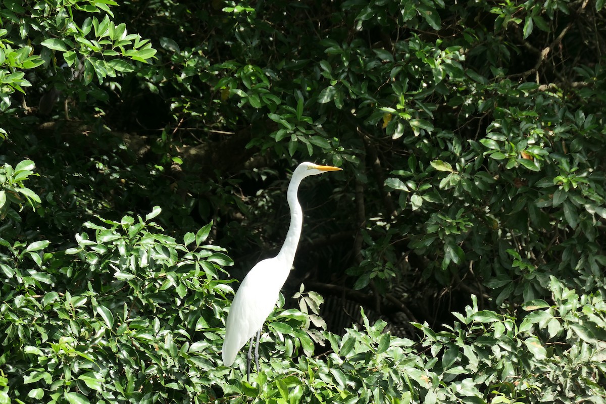 egretthegre - ML644576675