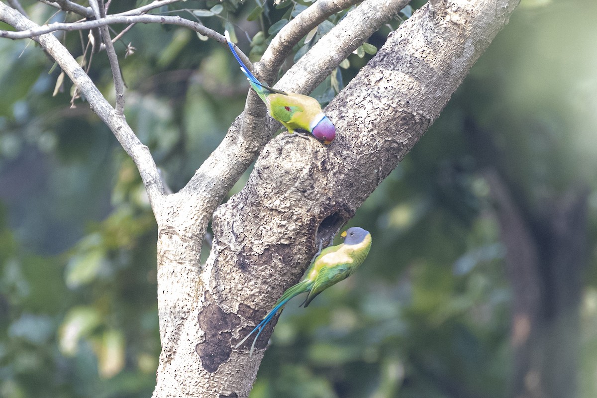 plommehodeparakitt - ML644576677