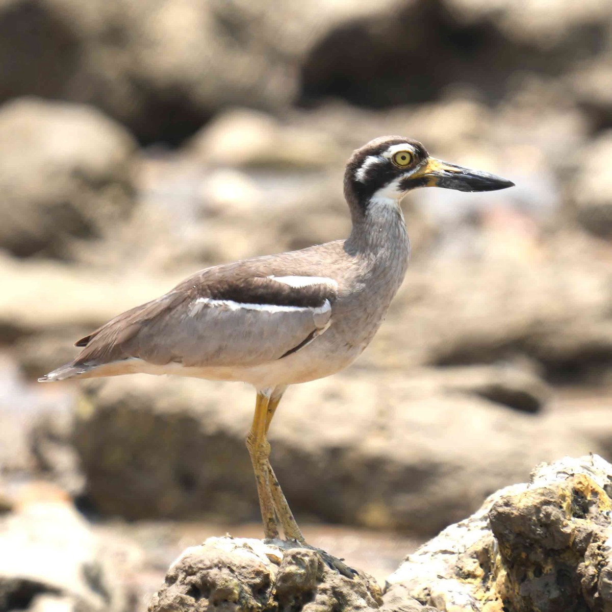 kysttriel - ML644576678