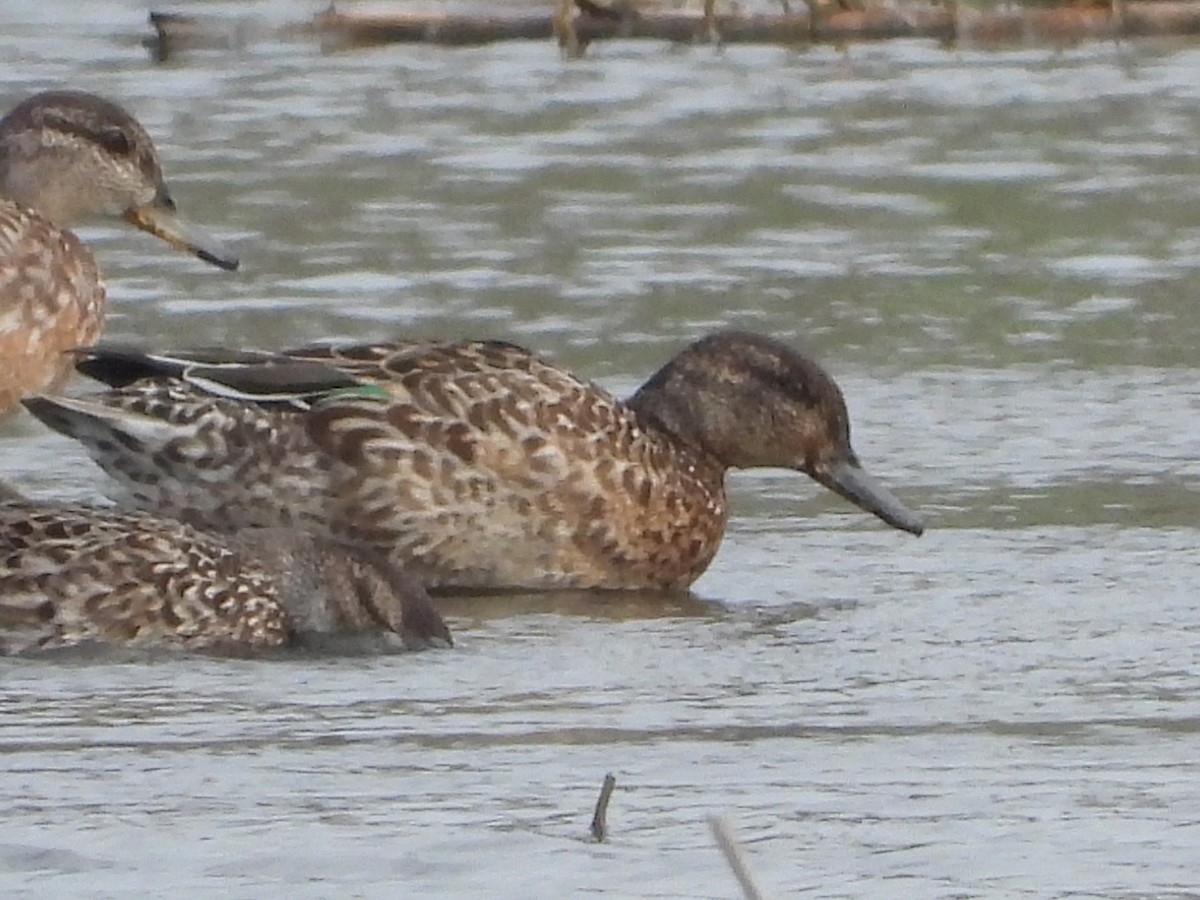 krikkand - ML644576679