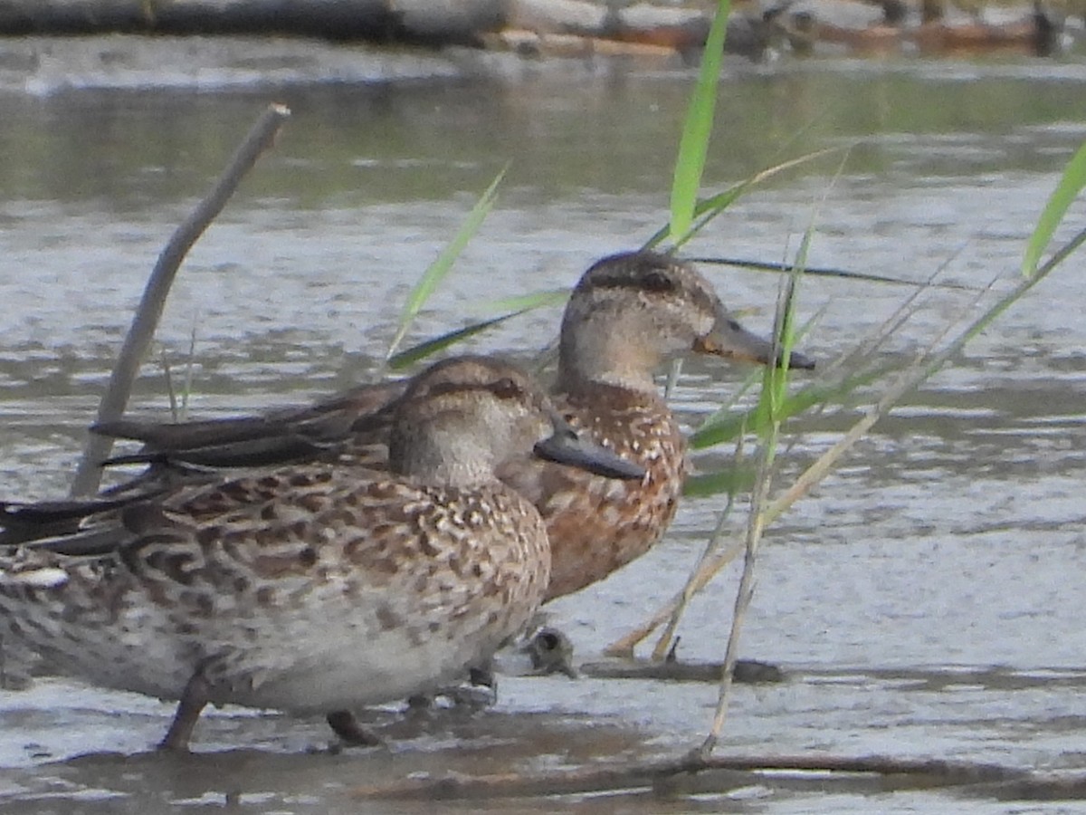 krikkand - ML644576680