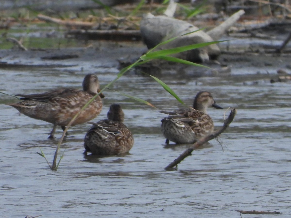 krikkand - ML644576681