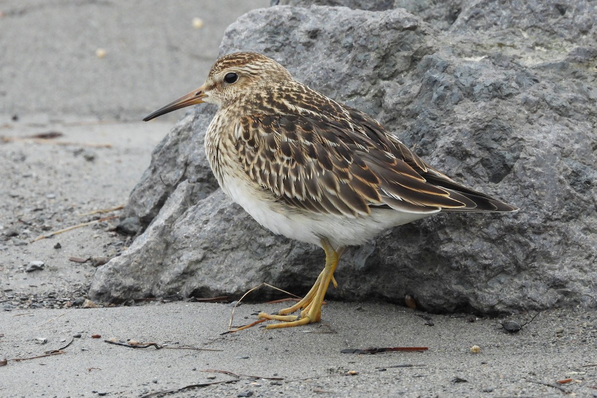 alaskasnipe - ML644576682