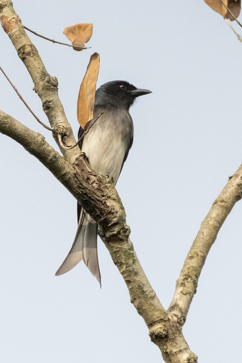 hvitbukdrongo - ML644576683