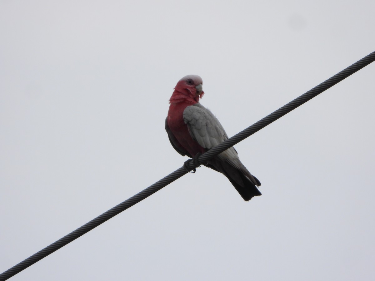 rosenkakadu - ML644576684