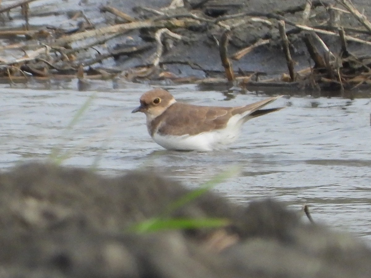 dverglo - ML644576685