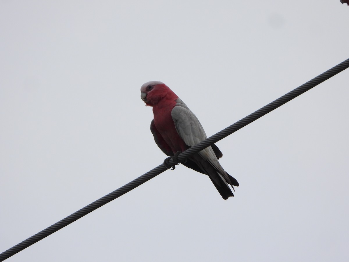 rosenkakadu - ML644576686