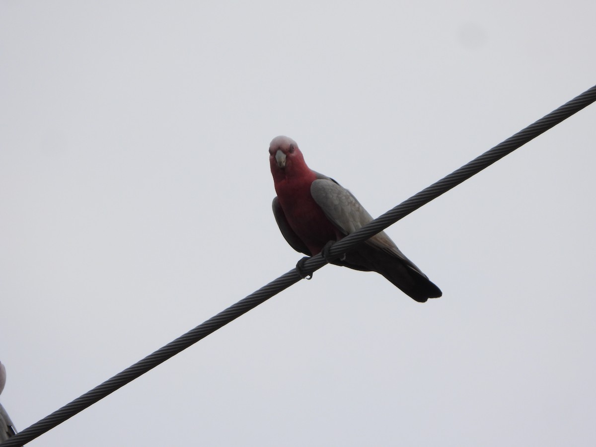 rosenkakadu - ML644576687