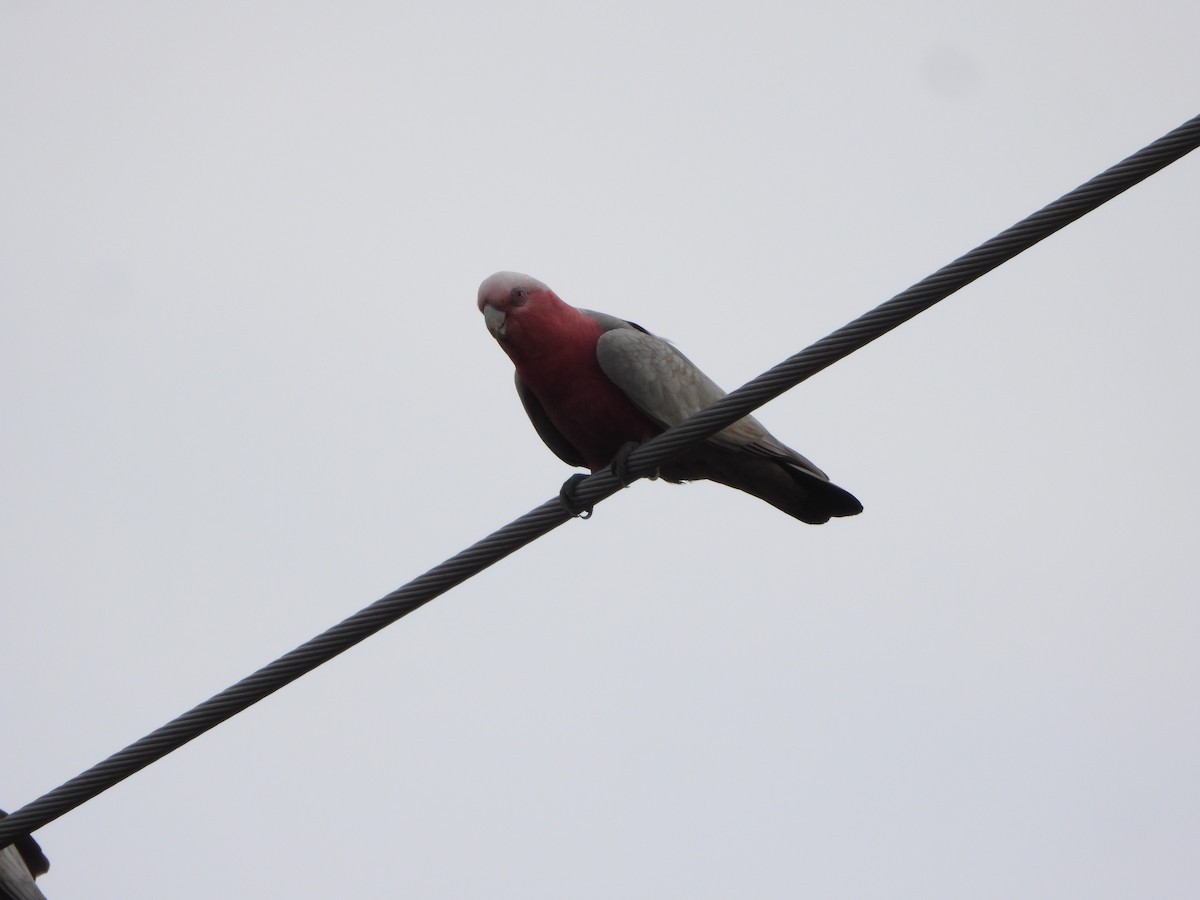 rosenkakadu - ML644576688