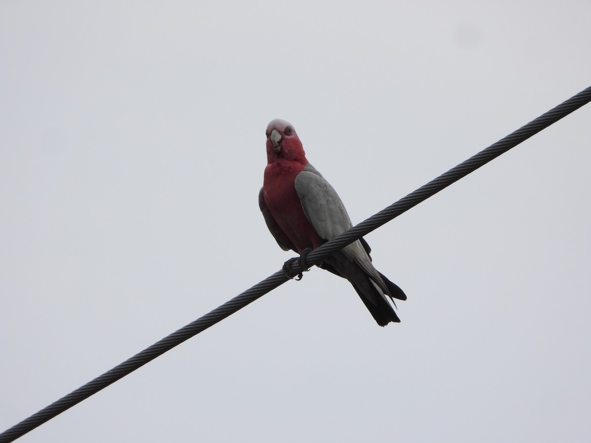 rosenkakadu - ML644576689