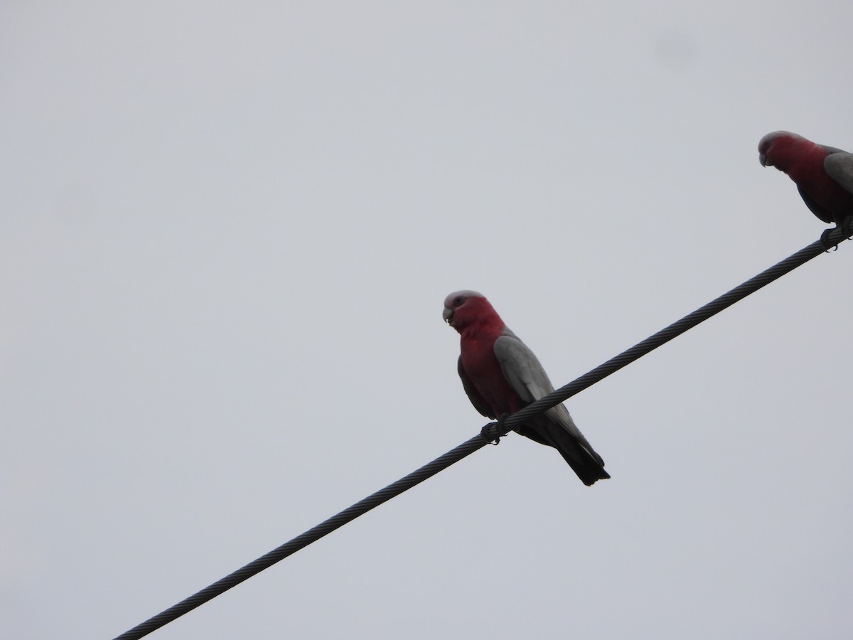 rosenkakadu - ML644576690