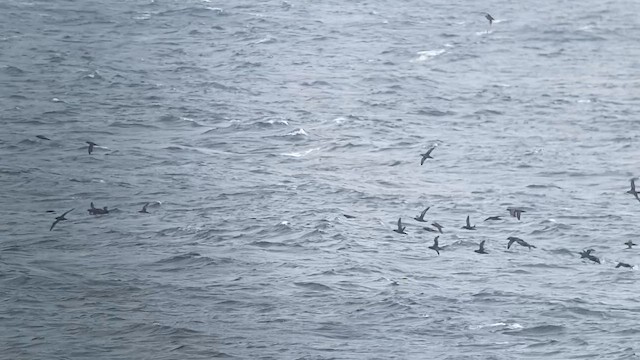 灰水薙鳥 - ML644576691