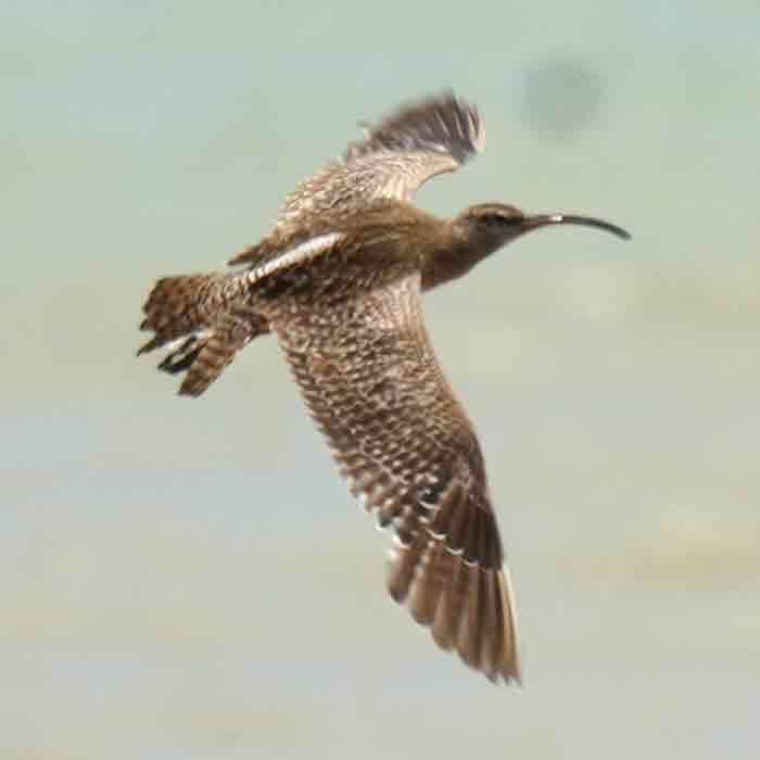 østspove - ML644576693