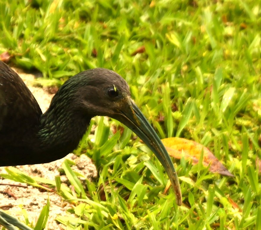 grønnakkeibis - ML644576696