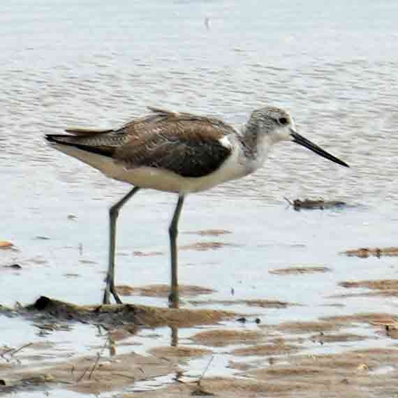 gluttsnipe - ML644576697