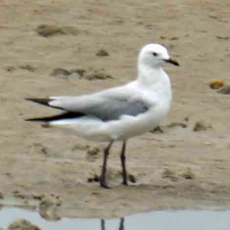 australmåke - ML644576699