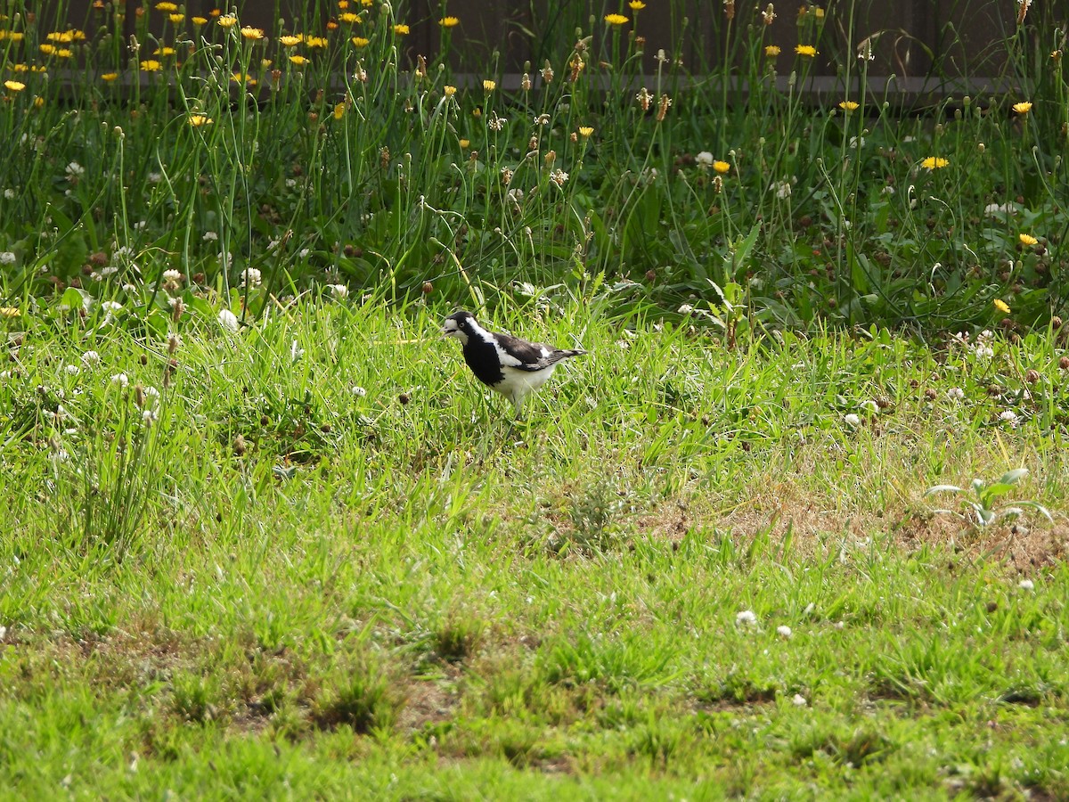 skjærelerke - ML644576700