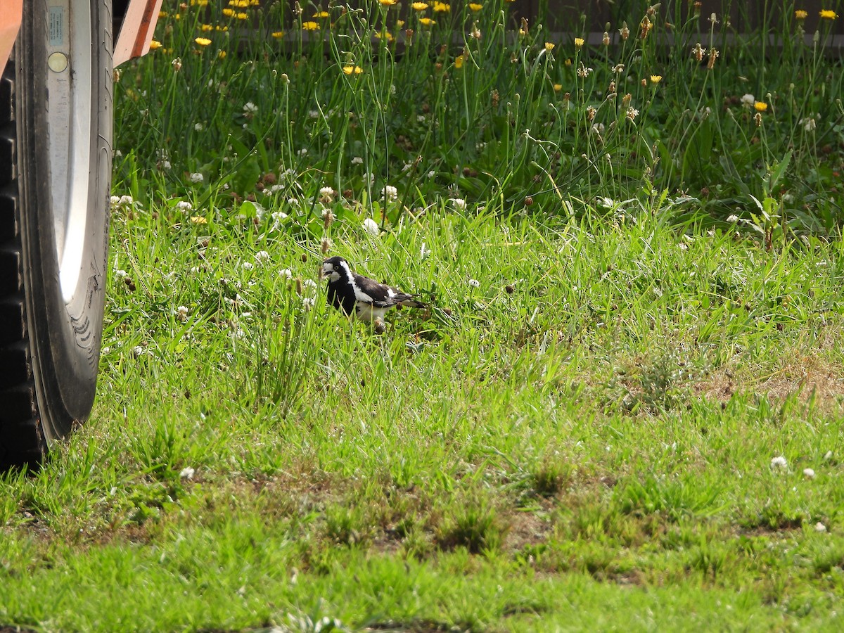 skjærelerke - ML644576702