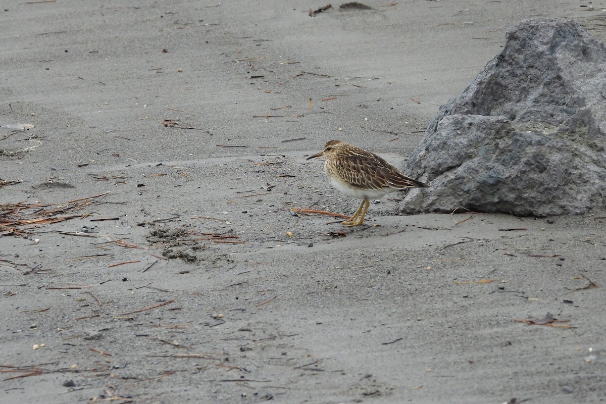 alaskasnipe - ML644576710