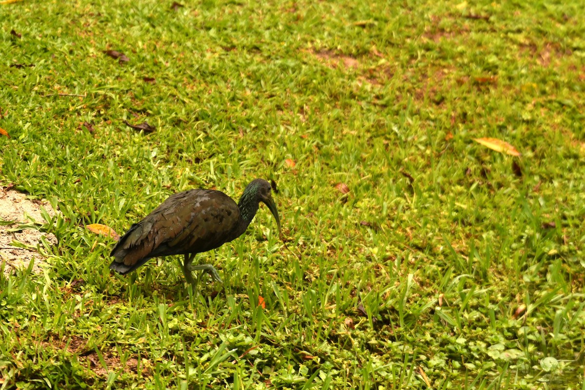 grønnakkeibis - ML644576712