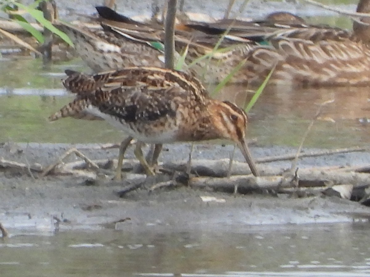 enkeltbekkasin - ML644576713