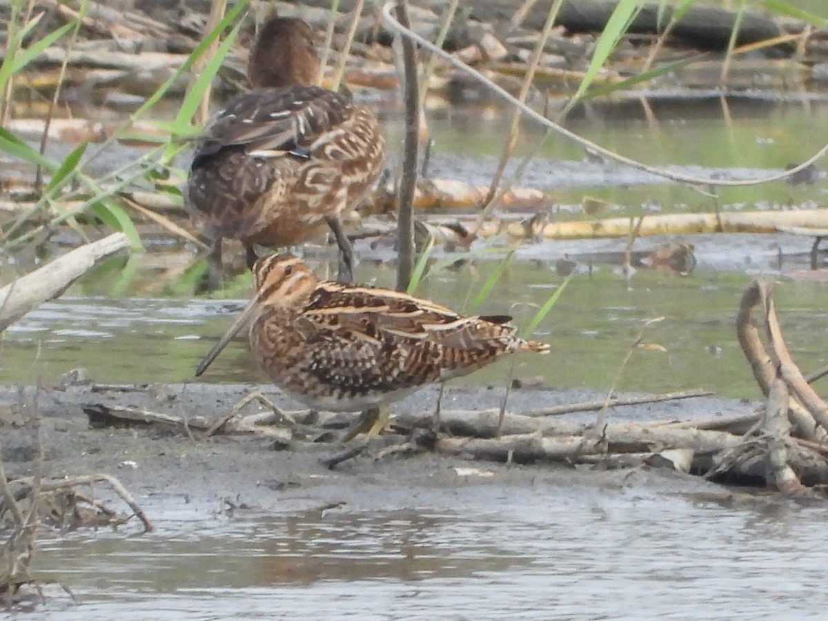 enkeltbekkasin - ML644576714