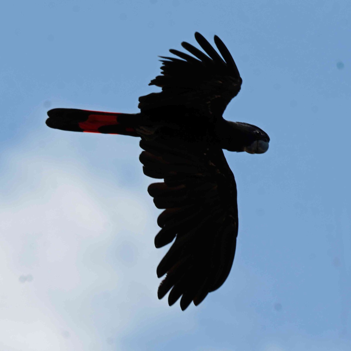 rødstjertkakadu - ML644576715