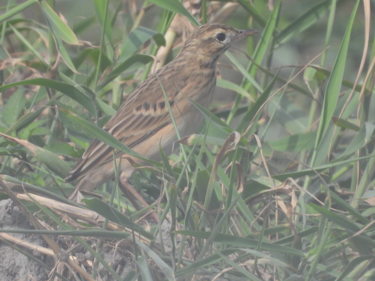 Хээрийн шийхнүүхэй - ML644576722