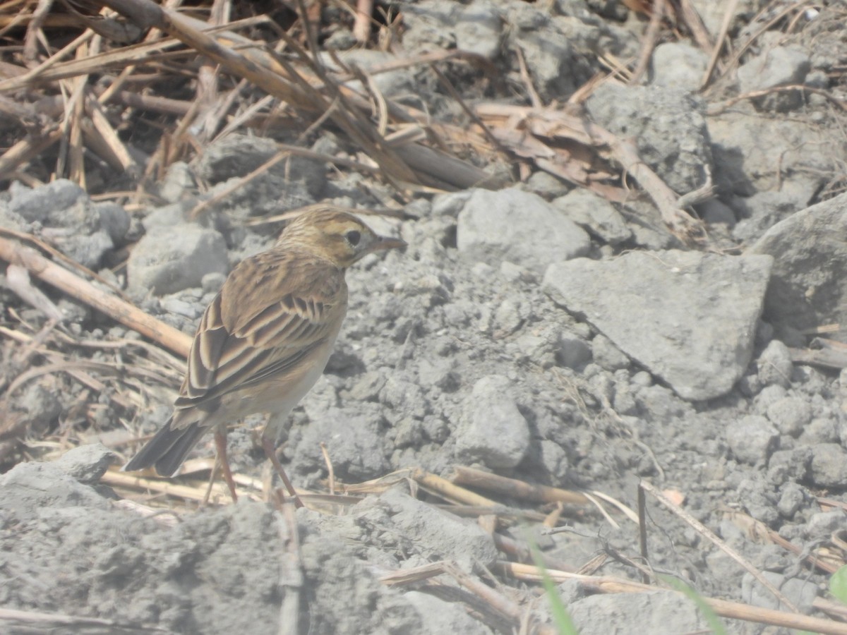 Хээрийн шийхнүүхэй - ML644576723