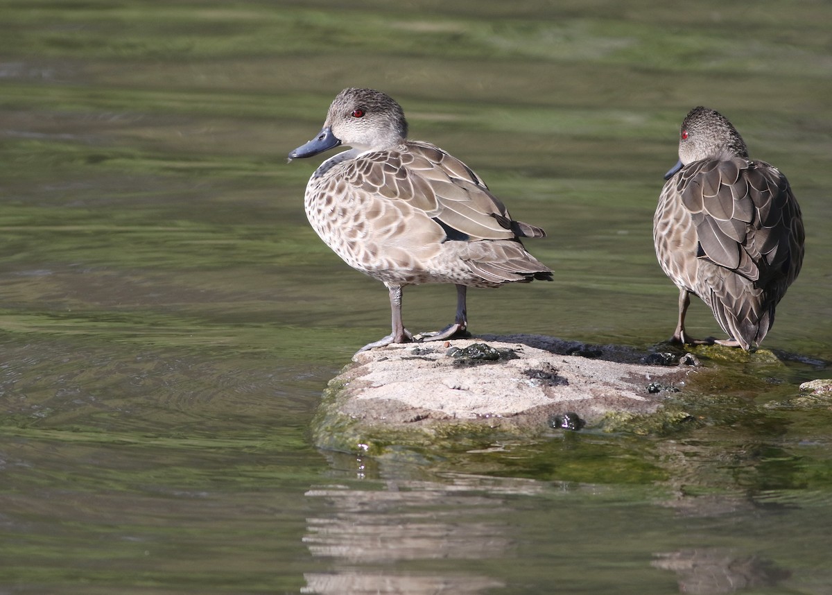 ハイイロコガモ - ML644576735