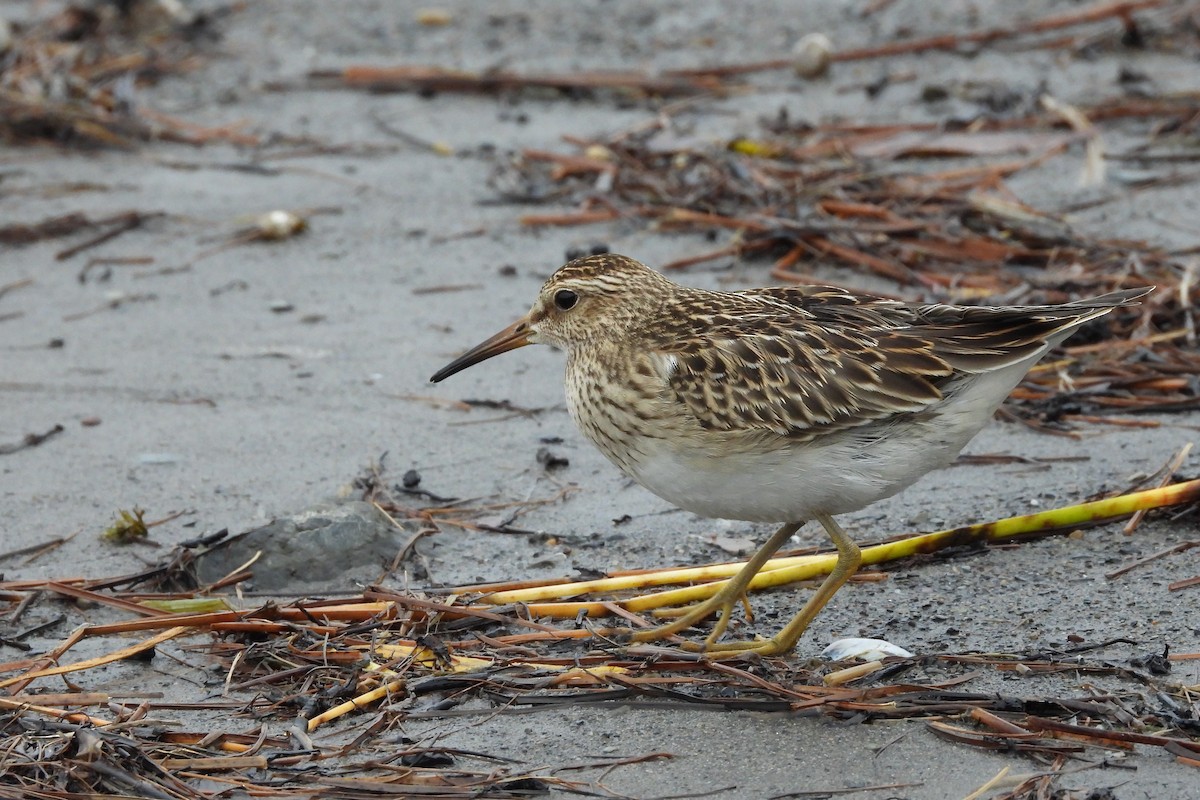Correlimos Pectoral - ML644576736