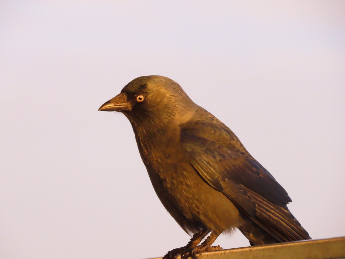 קאק - ML644576738