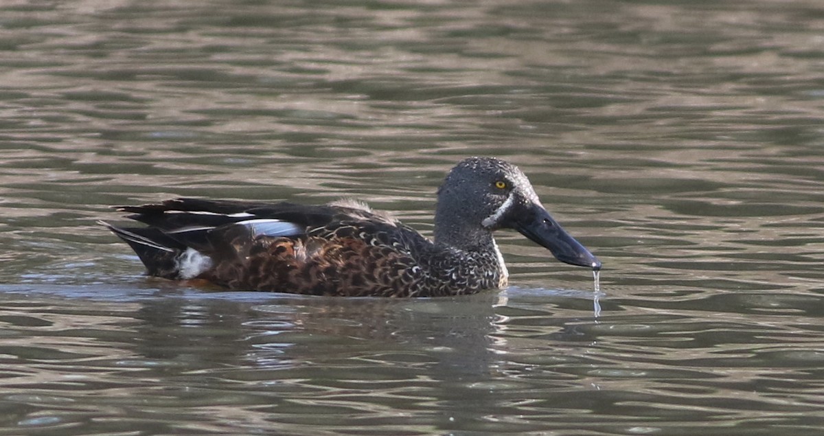 Canard bridé - ML644576743