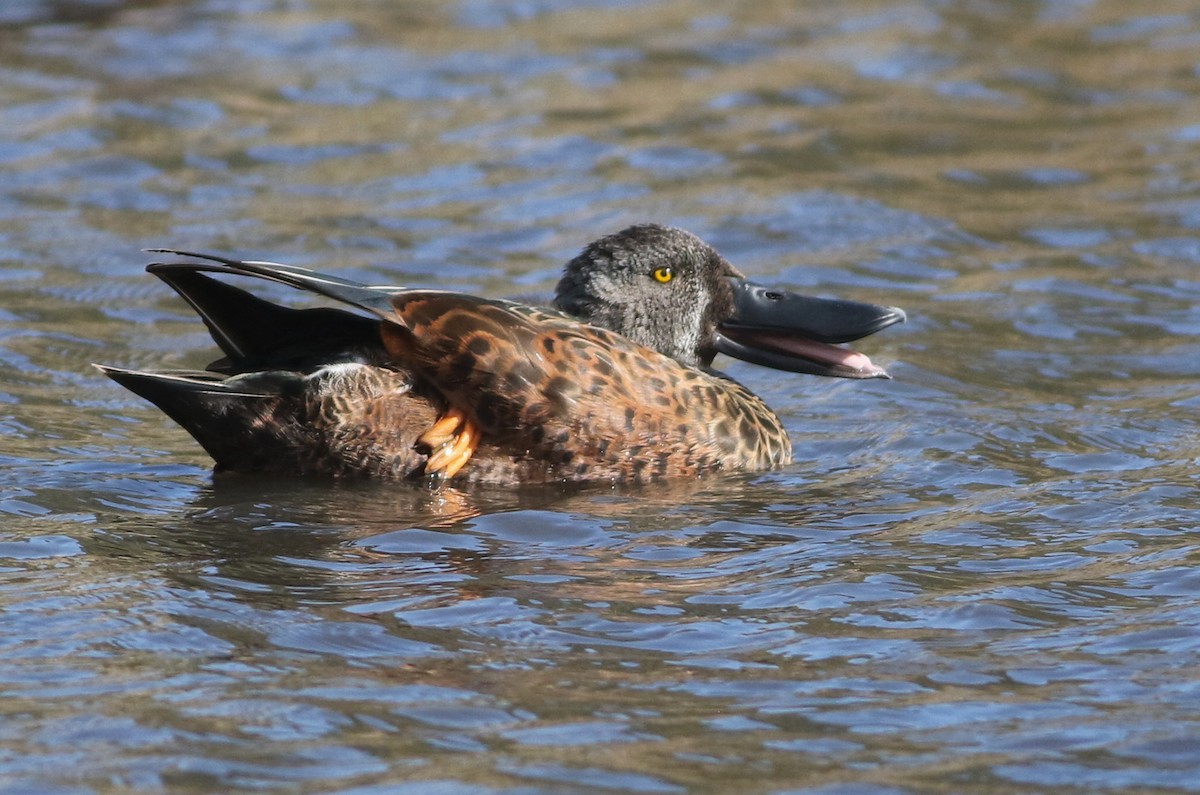 Canard bridé - ML644576744
