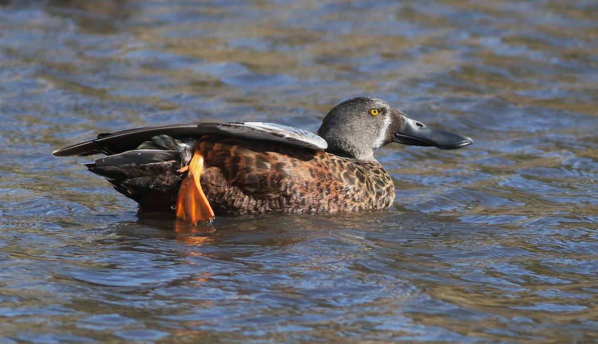 Canard bridé - ML644576745