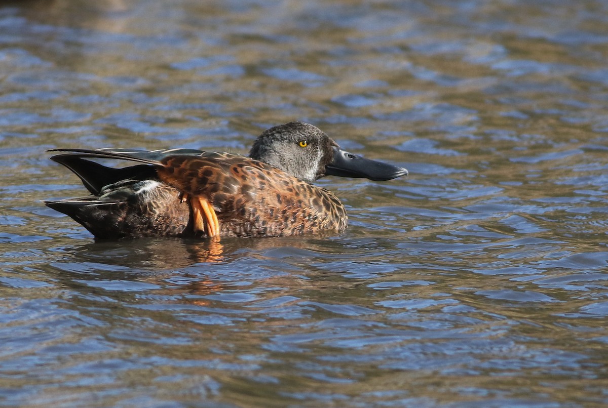 sigdskjeand - ML644576746