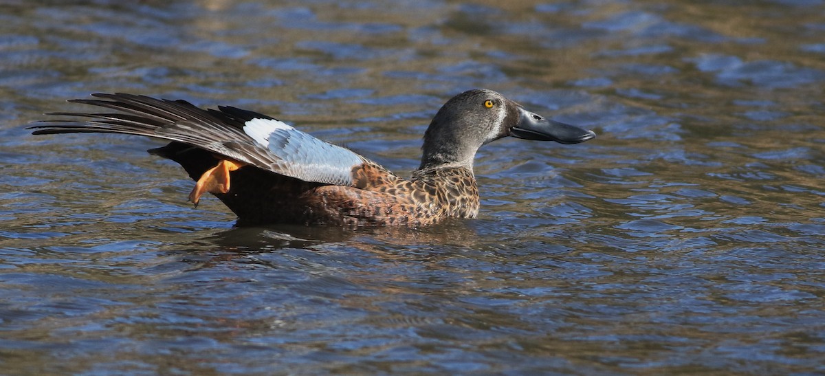 sigdskjeand - ML644576747