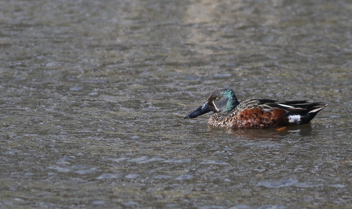 sigdskjeand - ML644576748