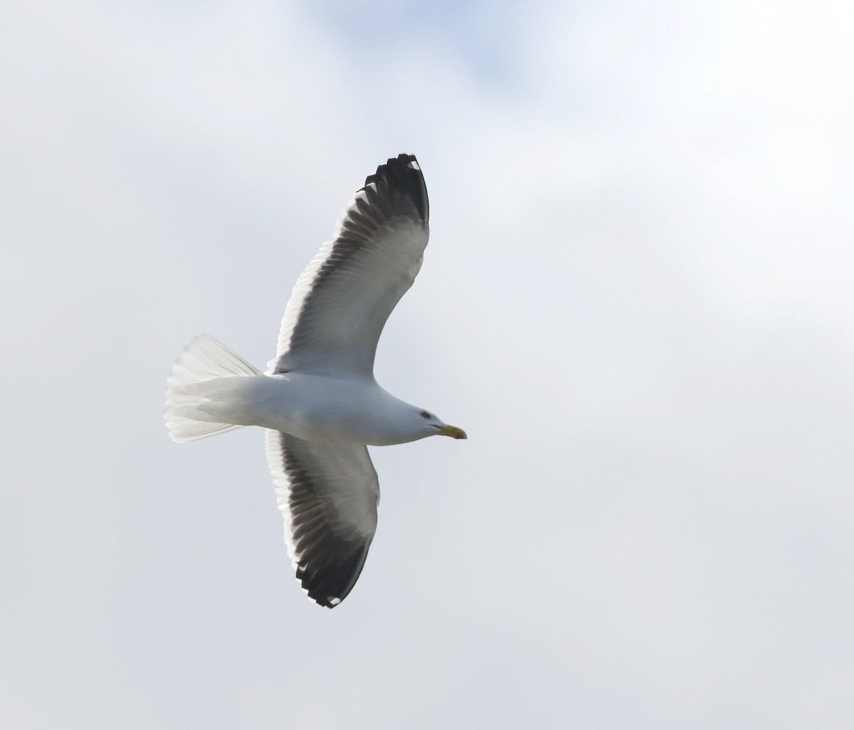 taremåke - ML644576749