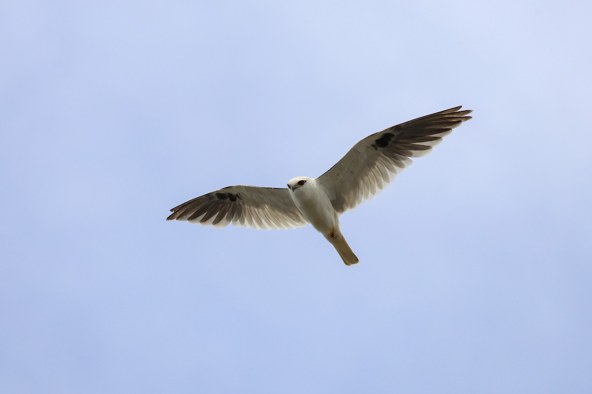 australiaglente - ML644576750