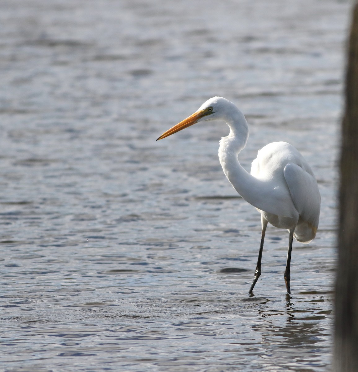 egretthegre - ML644576753