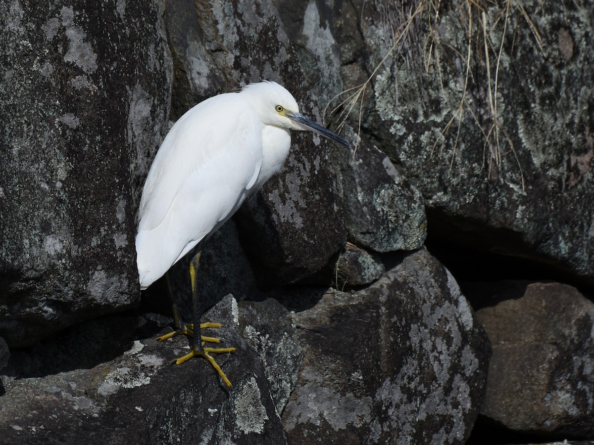 silkehegre - ML644576754