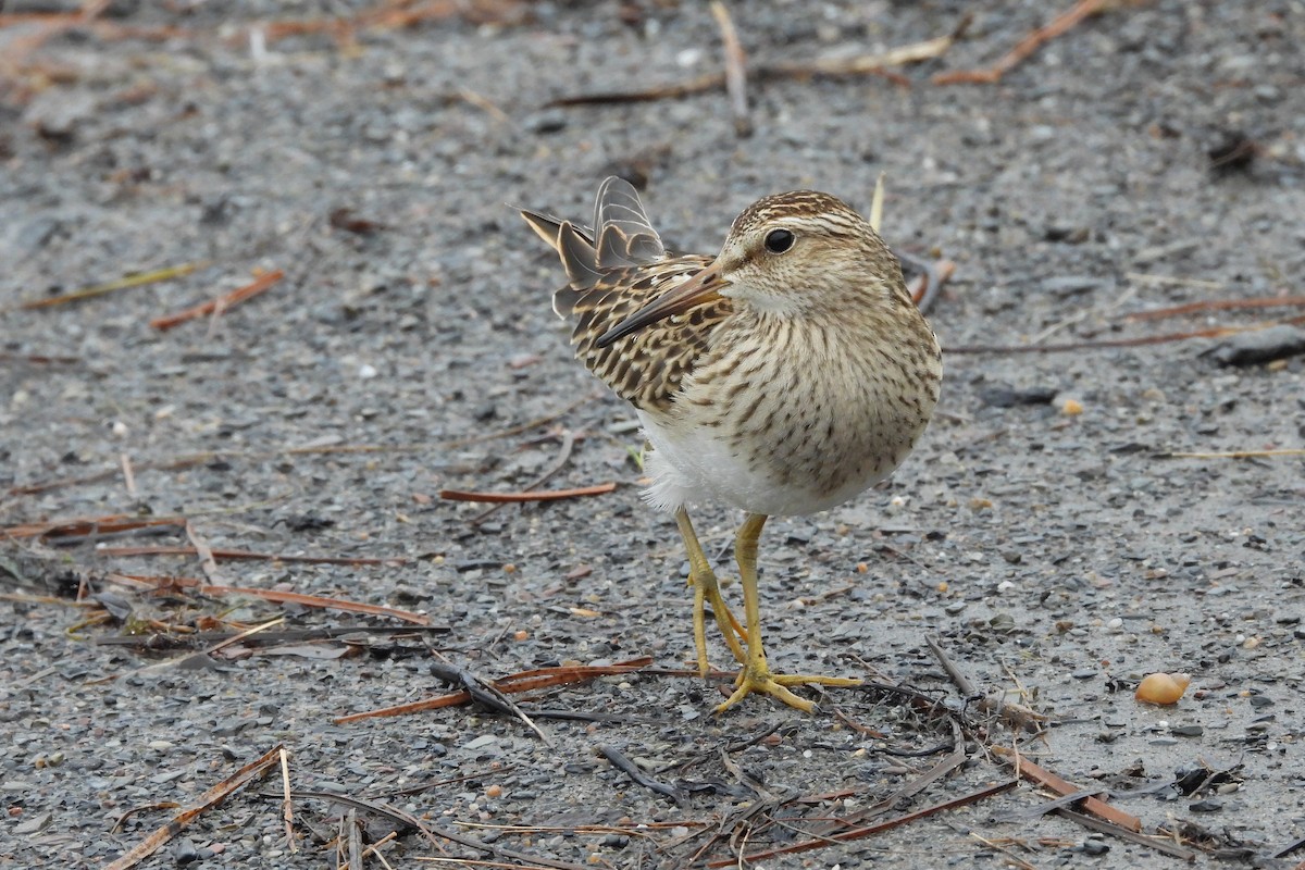 alaskasnipe - ML644576755