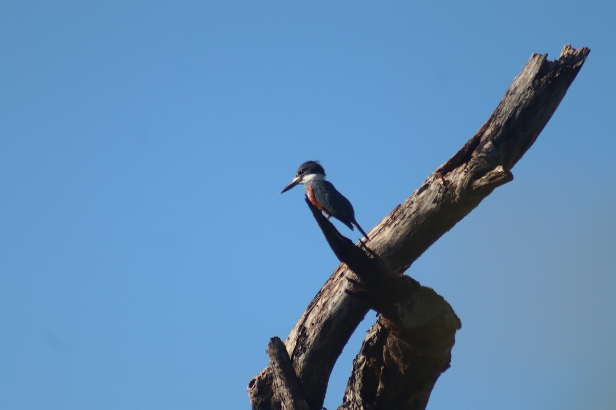 ringisfugl - ML644576756